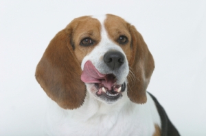 beagle licks lips
