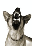 aggressive dog HP blog