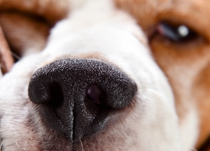 nose of a dog , macro shot , focus on center ( beagle , police dog )