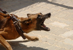 aggressive dog on leash malinois edited